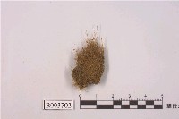 藏品(曲尾苔科)的圖片